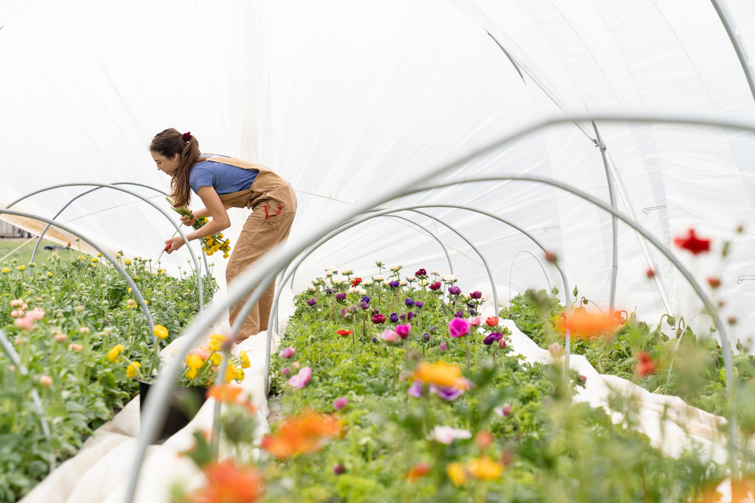 Woman in blue t-shirt and coveralls cutting flowers